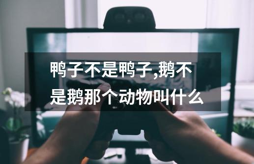 鸭子不是鸭子,鹅不是鹅那个动物叫什么-第1张-游戏相关-话依网